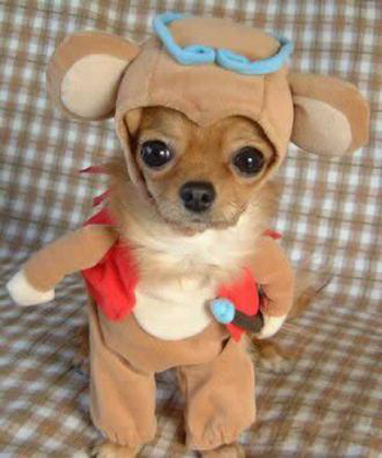 dog-in-costume