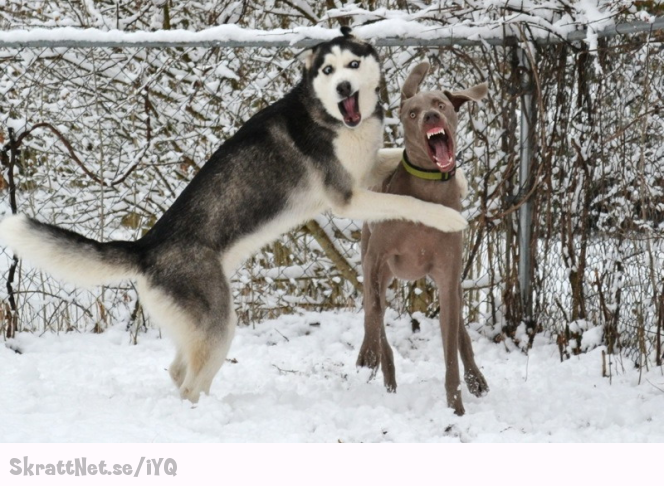 www.skrattnet.se--jippijippijippijippijippi-sno--1351550781.jpg